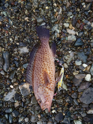 オオモンハタの釣果