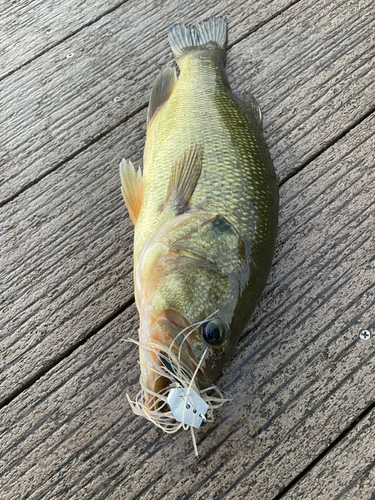 ラージマウスバスの釣果