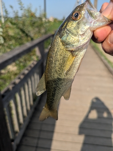 ラージマウスバスの釣果