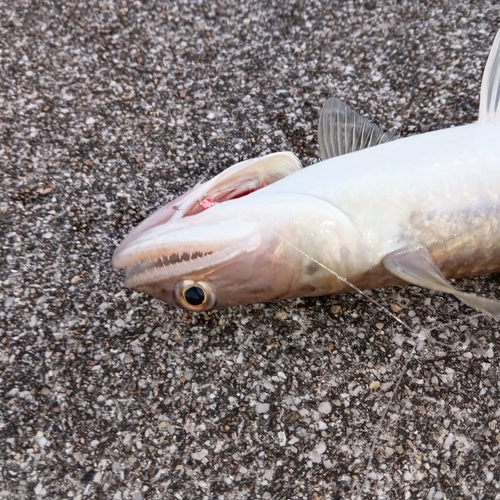 エソの釣果