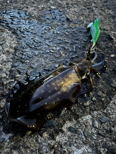 アオリイカの釣果