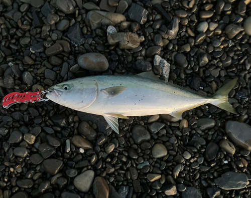 ワラサの釣果