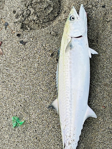 サゴシの釣果