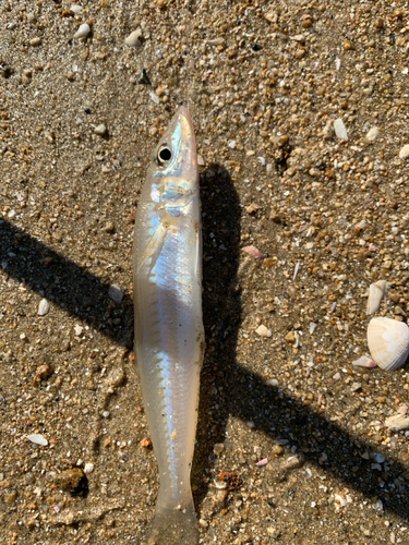 キスの釣果