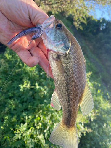 ラージマウスバスの釣果