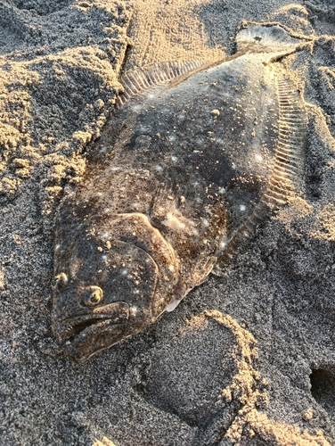 中田島サーフ