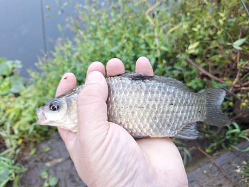 フナの釣果