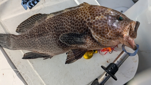 オオモンハタの釣果