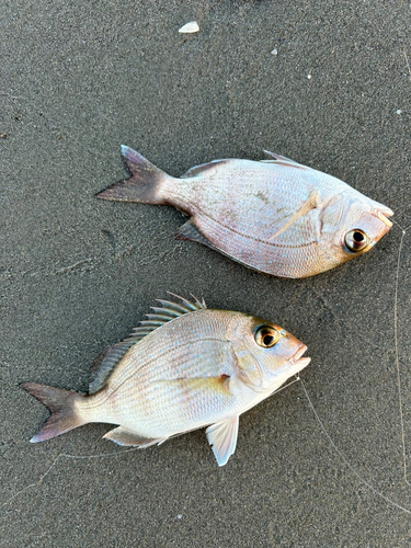 キスの釣果