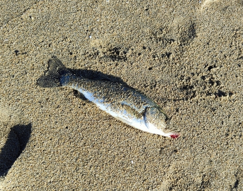 海浜公園