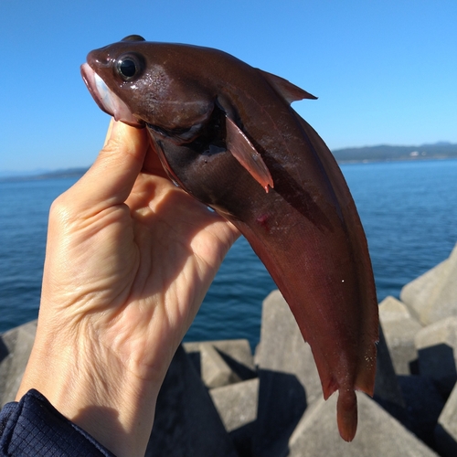 ドンコの釣果