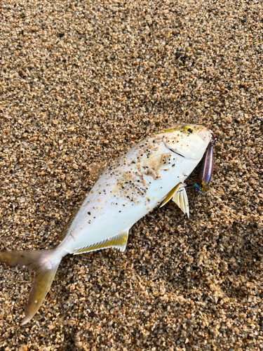 シオの釣果