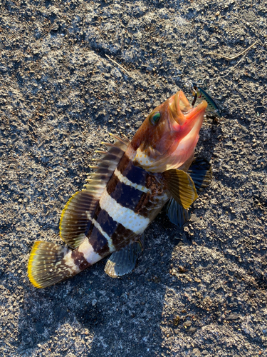 アオハタの釣果