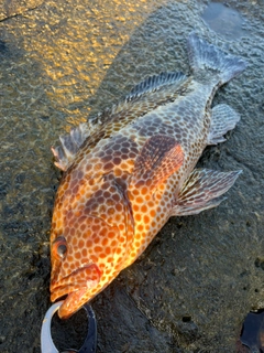 オオモンハタの釣果