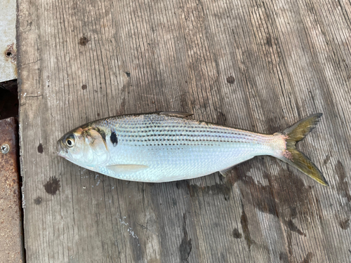 コノシロの釣果