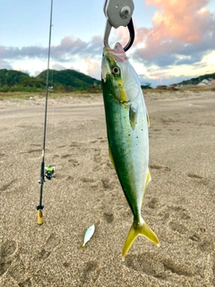 ツバスの釣果