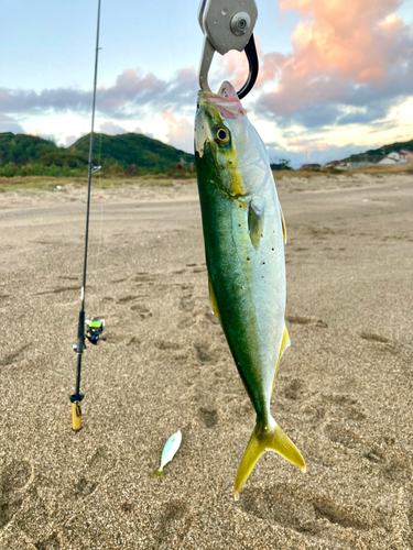 ツバスの釣果