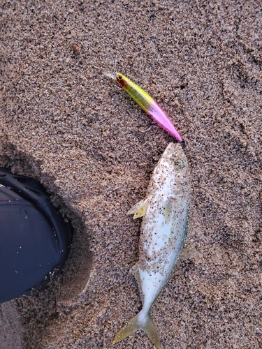 ツバスの釣果