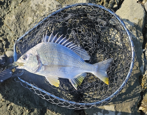 キビレの釣果