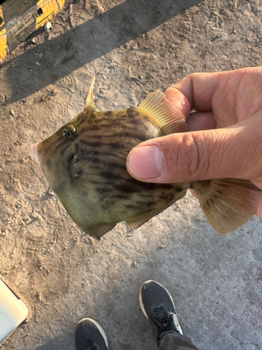 カワハギの釣果