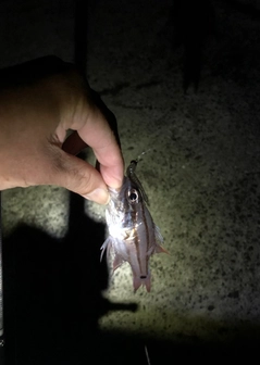 オオスジイシモチの釣果