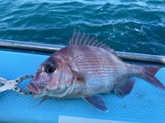 マダイの釣果