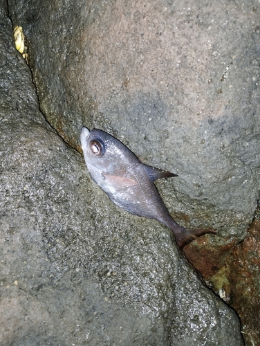 ハタンポの釣果