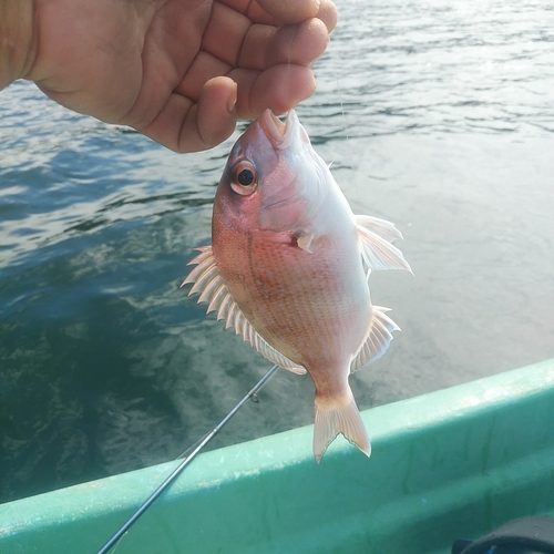 タイの釣果