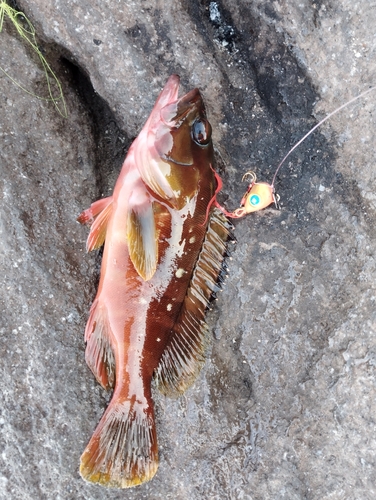 アカハタの釣果