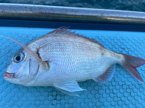 ハナダイの釣果