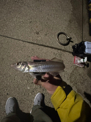 キスの釣果