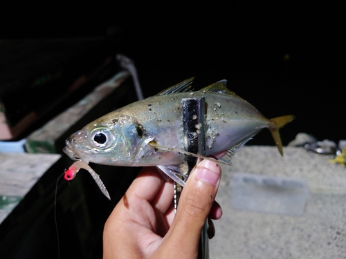 マアジの釣果