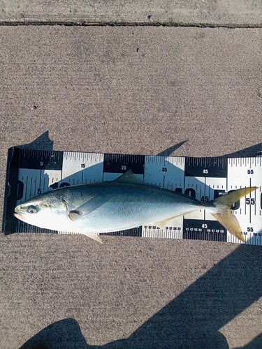 イナダの釣果