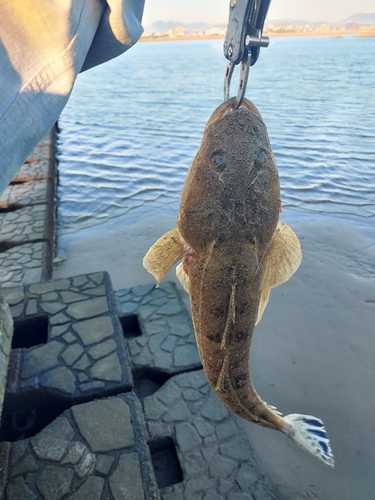 マゴチの釣果