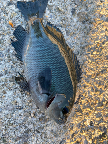 グレの釣果