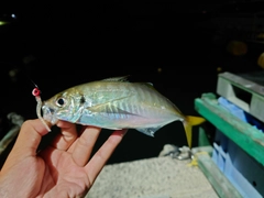 マアジの釣果