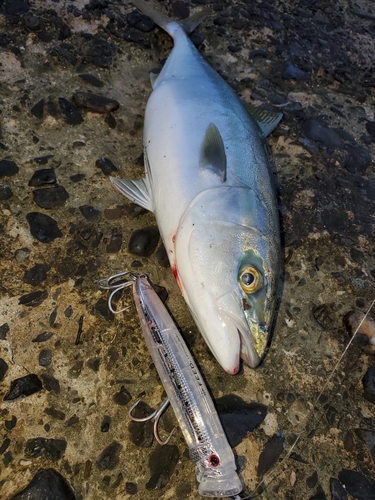 イナダの釣果