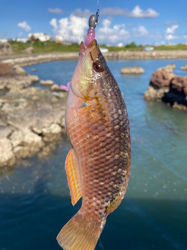 ベラの釣果