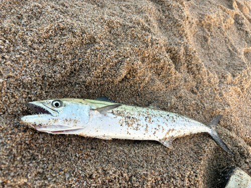 サゴシの釣果