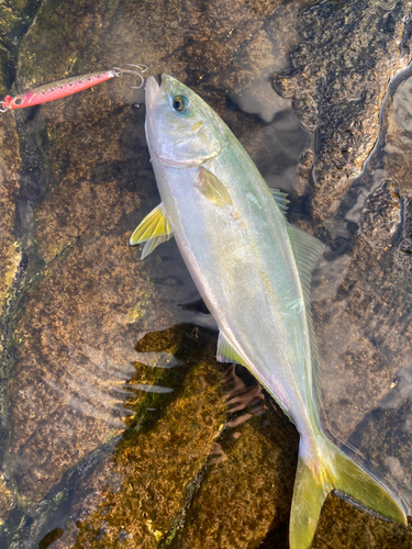 ツバスの釣果