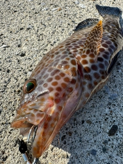 オオモンハタの釣果