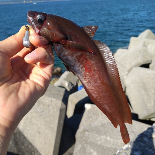 ドンコの釣果