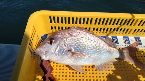 マダイの釣果