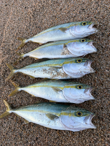 ツバスの釣果