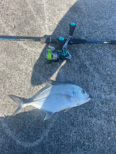 メッキの釣果