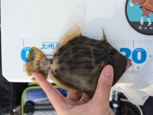 カワハギの釣果