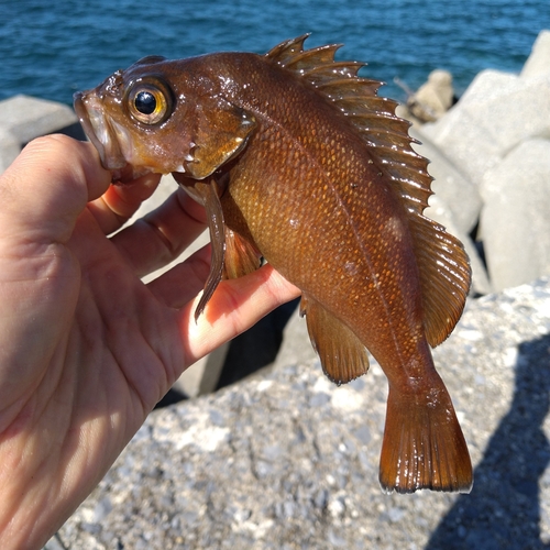 ガヤの釣果