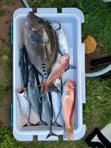 ニザダイの釣果