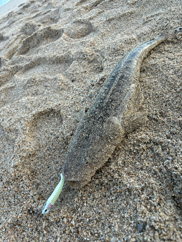 マゴチの釣果