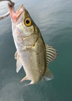 フッコ（ヒラスズキ）の釣果